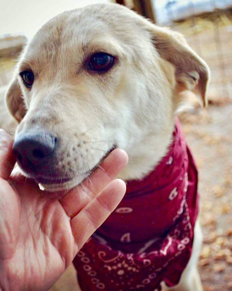 Sweetie Care For Dogs Romania Blog