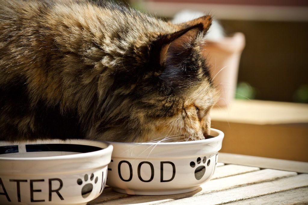Pisici obeze. Cauze, soluții, alimentație - The PetClub - Blog